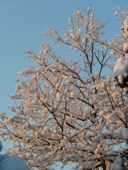 photos,nature,neige,hiver,provence,saint maximin la sainte baume