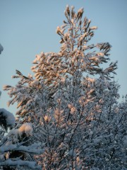 photos,nature,neige,hiver,provence,saint maximin la sainte baume