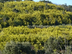 Mimosa, les Maures, nature, provence