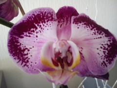 orchidées, méditation, beauté, yoga, photos