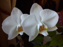 orchidées, beauté, méditation, photo